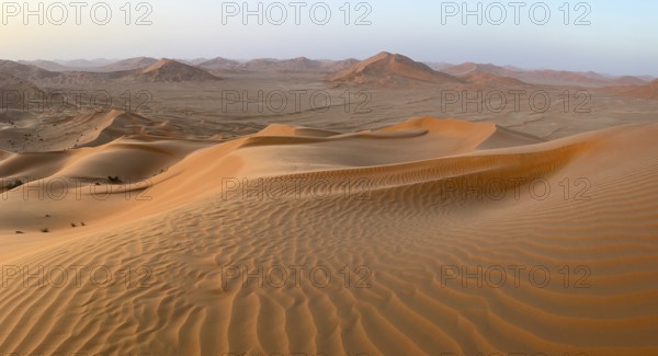 Sand dunes in the Rhub al Khali desert, empty quarter, largest sandy desert in the world, Oman
