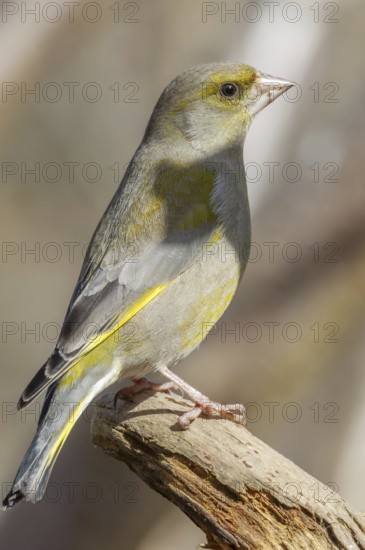 Greenfinch Carduelis chloris Greenfinch