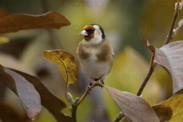 European goldfinch (Carduelis carduelis) adult bird in a garden magnolia tree with autumn colour leaves, England, United Kingdom