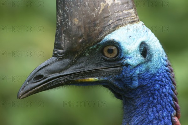 Southern Cassowary (Casuarius casuarius), Queensland, Australia