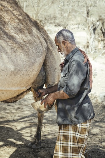 Ali milking a camel (camelus dromedarius), camel farm of Sheikh Ahmed Ali Al-Mahri, Sarfeit, Dhofar, Oman