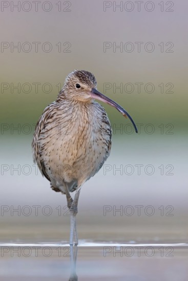 Eurasian curlew, curlew, (Numenius arquata), snipe family, biotope, habitat, food cue Salalah, Raysut, Dhofar, Oman