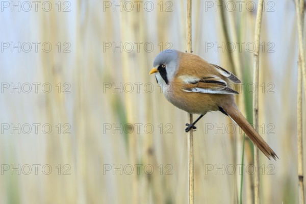 Bearded Reedling (Panurus biarmicus) male perched on reed, Mecklenburg-Western, Pomerania, Germany