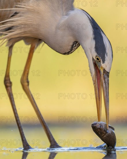 Grey Heron (Ardea cinerea) with fish prey in its beak, Hungary