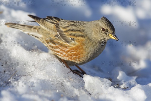 Alpenbraunelle, Alpine Accentor, Prunella collaris, Accenteur alpin, Acentor Alpino