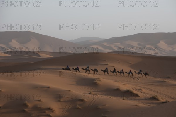 A caravan of camels journeys across expansive Merzouga desert dunes under the warm glow of the setting sun, creating a serene and timeless scene amidst vast, sandy landscapes in Morocco