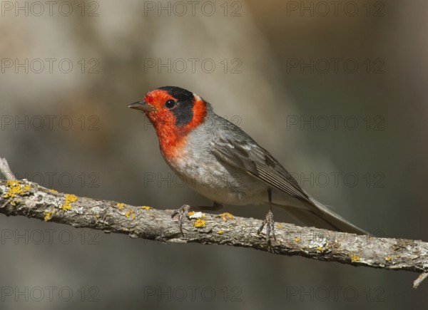 Red-faced Warbler (Cardellina rubrifrons), New Mexico, USA