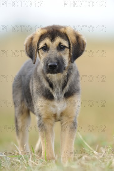 A young puppy standing upright on a neutral background, mixed-breed dog, Upper Palatinate