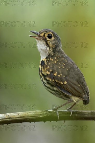 Streak-chested Antpitta (Hylopezus perspicillatus) perched on a branch in Panama