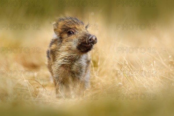 Portrait of wild pig, grass meadow. Young Wild boar, Sus scrofa, running in the grass meadow, red autumn forest in background, animal in the grass habitat, France, wildlife. Cute animal in forest