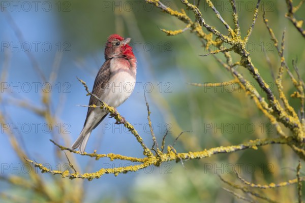 Common Rosefinch (Carpodacus erythrinus) male, Mecklenburg-Western Pomerania, Germany