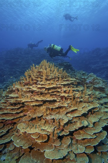 Intact living colony of stony corals hard corals corals (Acropora) reef-building corals coral block in intact coral reef, Pacific Ocean, Yap Island, Yap State, Caroline Islands, Federated States of Micronesia FSM, Australia, Oceania