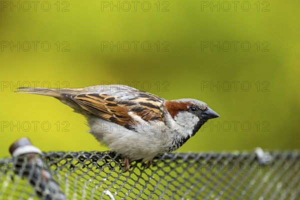 House sparrow (Passer domesticus) sitting on a fence, Bavaria, Germany