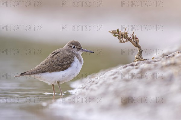 Common Sandpiper (Actitis hypoleucos), Spain