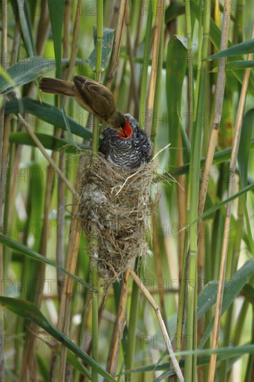 Common Cuckoo & Eurasian Reed Warbler (Cuculus canorus & Acrocephalus scirpaceus) Eurasian Reed Warbler feeding juvenile Common Cuckoo in nest, Saxony-Anhalt, Germany