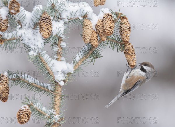 Boreal Chickadee (Poecile hudsonicus), Alaska, USA
