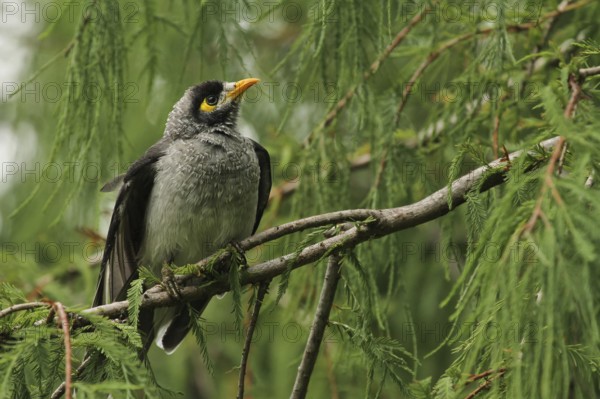 Noisy Miner (Manorina melanocephala), Queensland, Australia