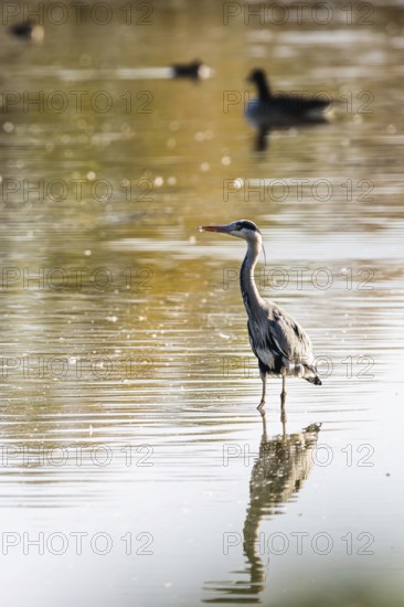 Grey Heron, Ardea cinerea, bird in winter on marshes in winter soft morning light