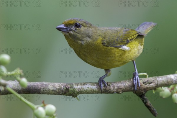 Violaceous Euphonia (Euphonia violacea) perched on a branch in the Atlantic rainforest of southeast Brazil