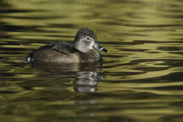 Ring-necked Duck (Aythya collaris) female, Arizona, USA