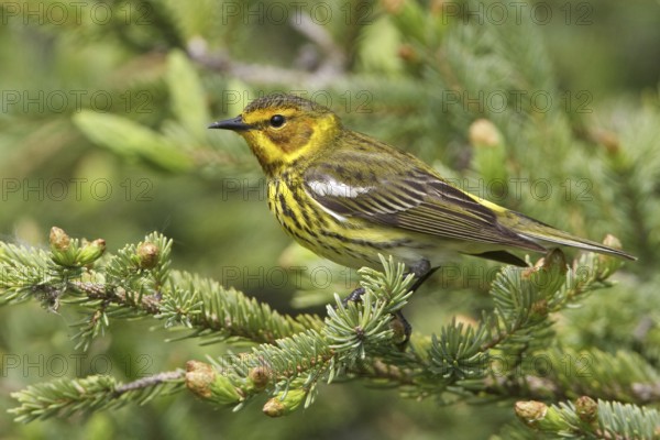 Cape May Warbler (Setophaga tigrina), Manitoba, Canada