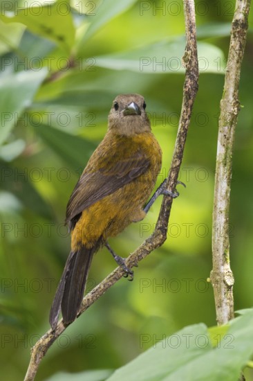 Passerini's Tanager (Ramphocelus passerinii) female, Costa Rica