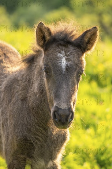 Icelandic horse in a meadow, foal, grey, portrait. Evening, golden hour, backlight. Germany