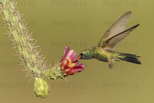 Broad-billed Hummingbird (Cynanthus latirostris), Arizona, USA