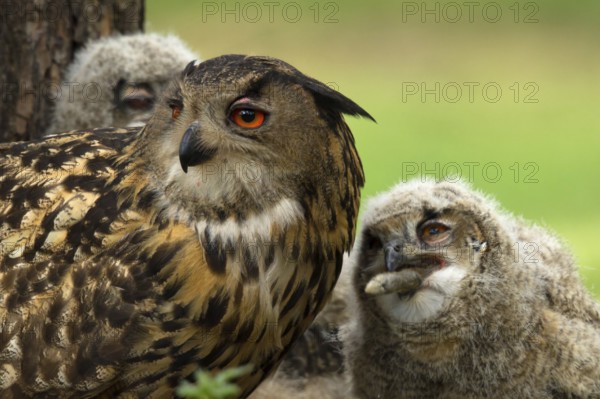 Eurasian Eagle-Owl (Bubo bubo) female with chicks, chick eating rabbit leg, Utrecht, Netherlands