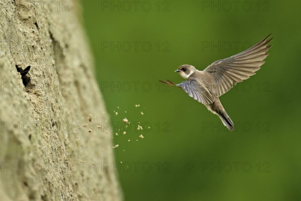 Sand martin (Riparia riparia), approaching the breeding tube, Reussegg nature reserve, Canton Aargau, Switzerland