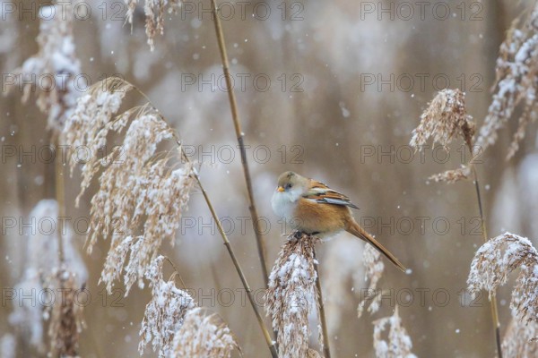 Bearded Reedling (Panurus biarmicus) female perched in reedbed, Baden-Wuerttemberg, Germany