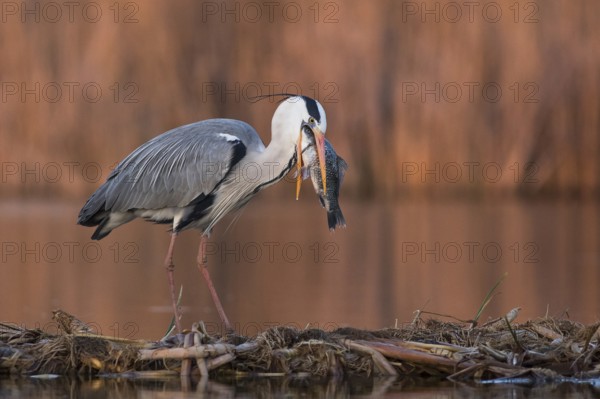 Grey Heron (Ardea cinerea) with fish prey in beak, Subotica, Serbia