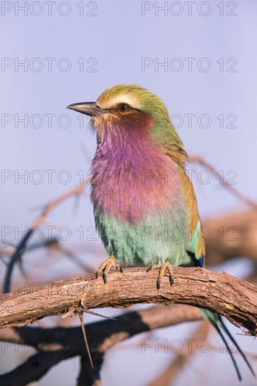 Africa, Botswana, Fork-tailed Roller, Coracias caudatus, Botswana