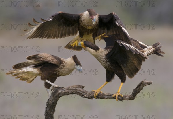 Crested Caracara (Caracara cheriway)
