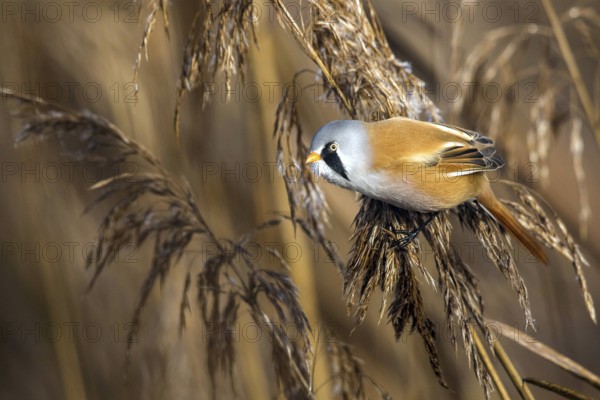 Bearded tit (Panurus biarmicus), songbird, chickadee, Federsee lake, Baden-Württemberg, Federal Republic of Germany