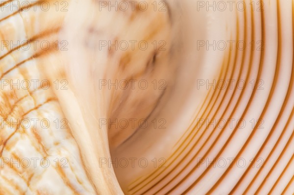 Macro shot of a Baby Striped Fox Shell, Fasciolaria trapezium, revealing its intricate orange and cream striped pattern and smooth curves A stunning example of natural marine artistry