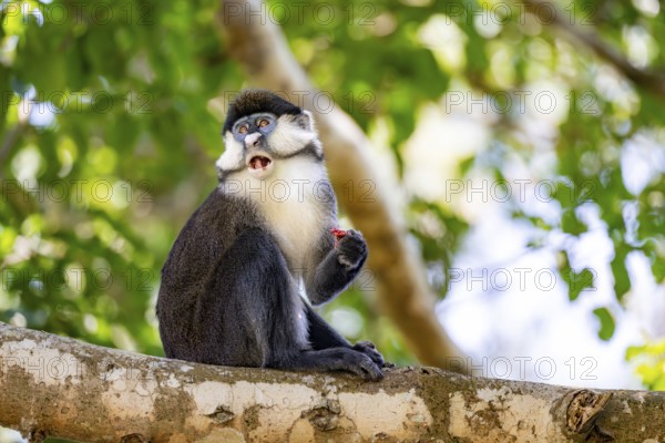 Red-tailed guenon or Congo white-nosed guenon (Cercopithecus ascanius schmidti), sitting on a tree, eating a fruit, Bigodi, Western Region, Uganda