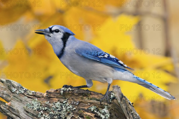 Blue Jay Cyanocitta cristata Minneapolis, Minnesota, USA 1 November Adult Corvidae