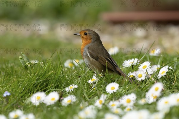 European robin (Erithacus rubecula) adult garden bird on a grass lawn with daisy flowers in spring, England, United Kingdom
