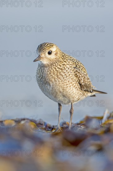 European Golden Plover (Pluvialis apricaria), Schleswig-Holstein, Germany