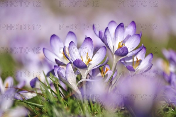 Beautiful crocus flower, early spring, Germany
