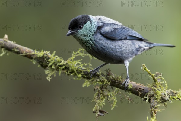 Black-capped Tanager (Tangara heinei) perched on a branch in Colombia, South America