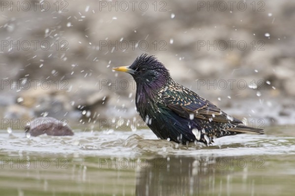Common Starling (Sturnus vulgaris) bathing, Saxony, Germany
