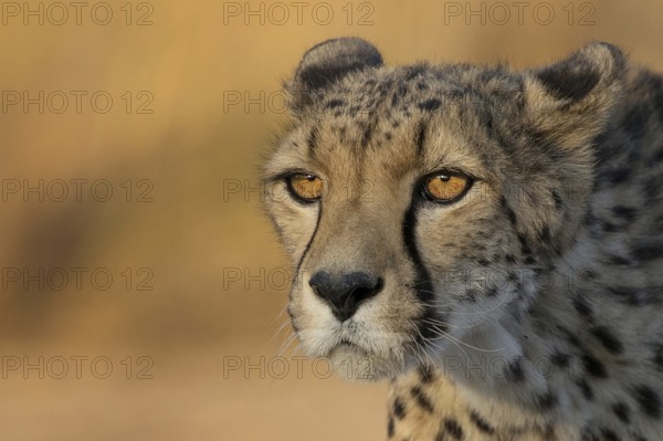 Cheetah (Acinonyx jubatus) adult portrait, Castile-La Mancha, Spain