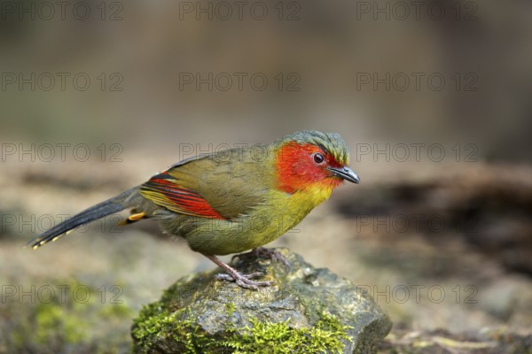 Red-faced Liocichla (Liocichla phoenicea), Yunnan, China