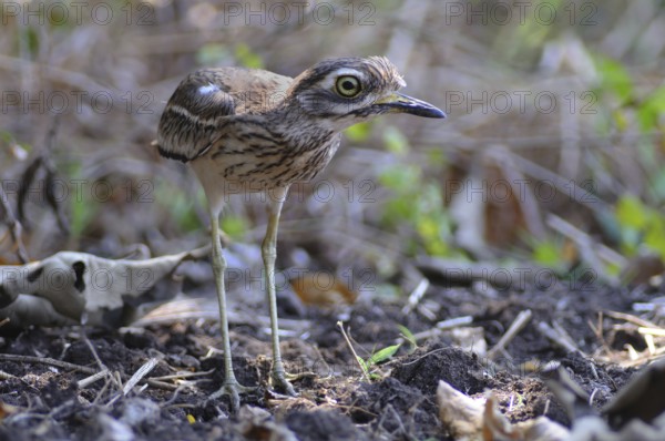 Indian Stone-curlew (Burhinus indicus), India