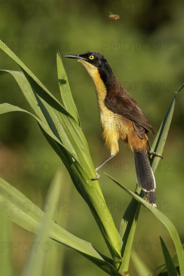 Black-capped Donacobius (Donacobius atricapillius) perched on a branch in the Pantanal region of Brazil