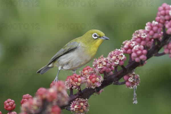 Japanese White-eye (Zosterops japonicus), Hawaii, USA