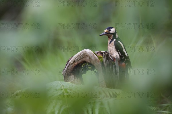 Great Spotted Woodpecker (Dendrocopos major) male, Asturias, Spain