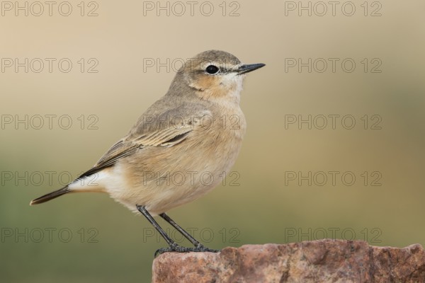Isabelline Wheatear (Oenanthe isabellina), Negev, Israel